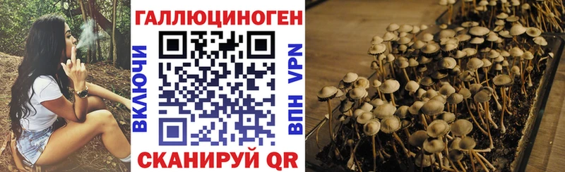 хочу   Киселёвск  Псилоцибиновые грибы GOLDEN TEACHER 